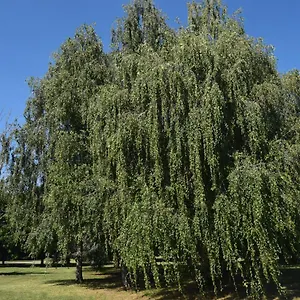 Al Salice Tranquillità Nel Verde Via Amendola 24 Italia